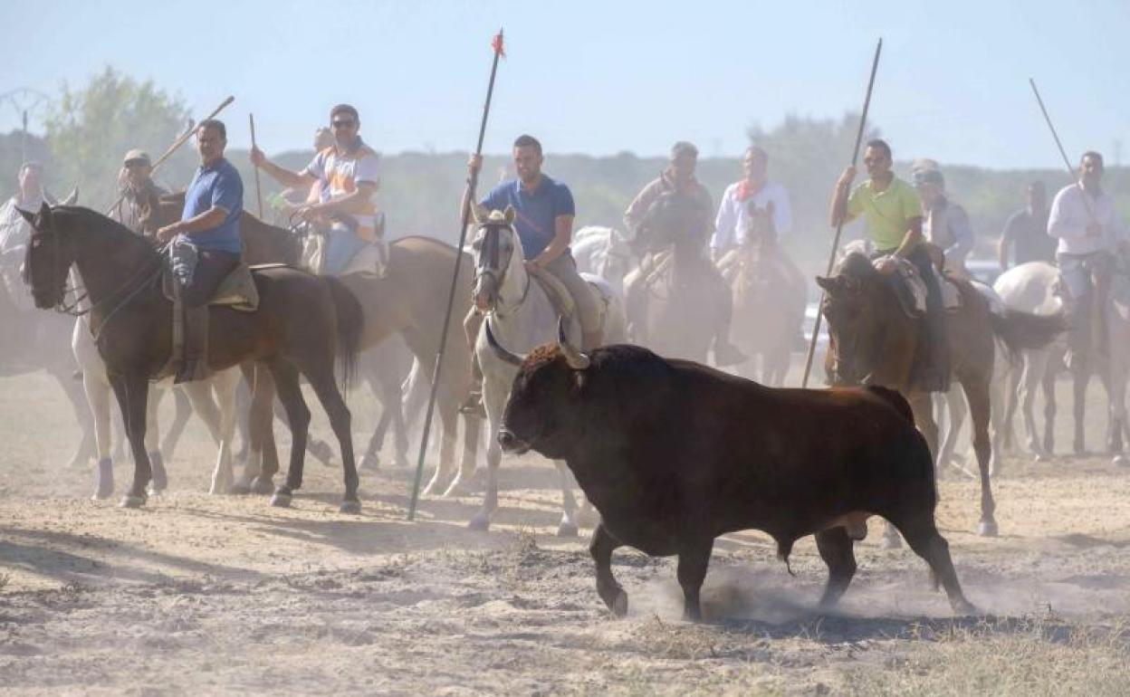 El torneo del Toro de la Vega en 2017. 