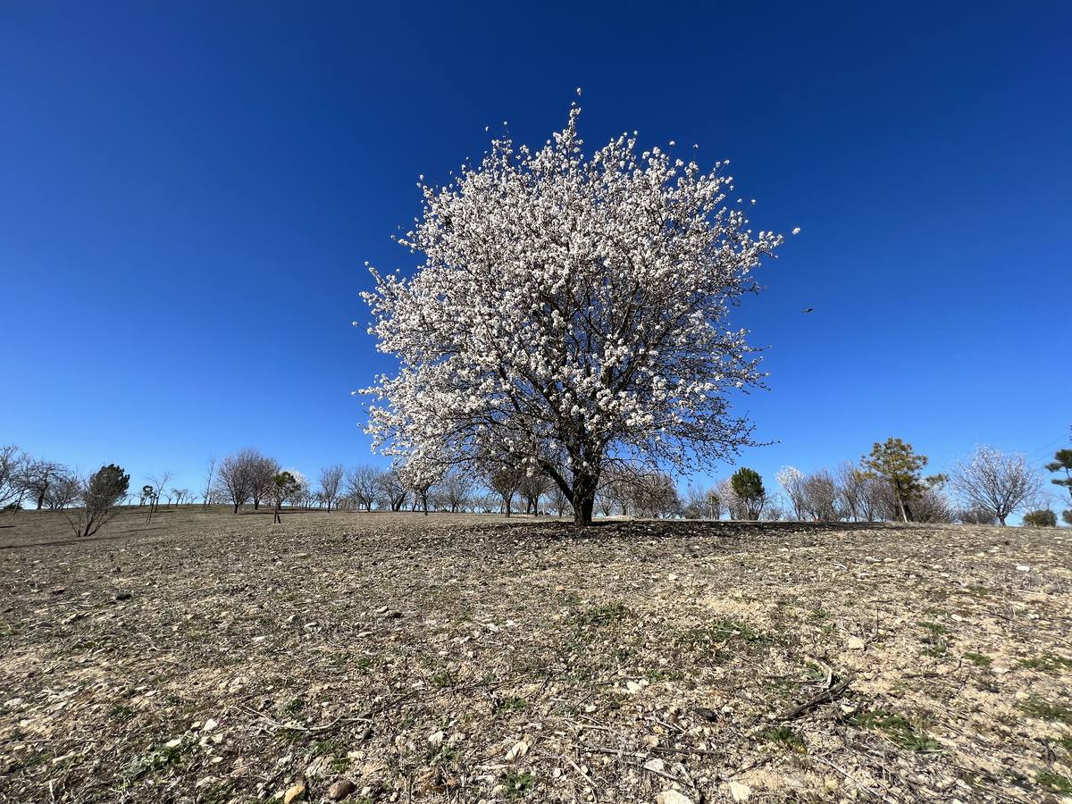 Fotos: Los almendros ya están en flor en Valladolid