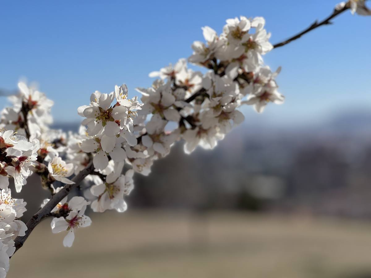 Fotos: Los almendros ya están en flor en Valladolid