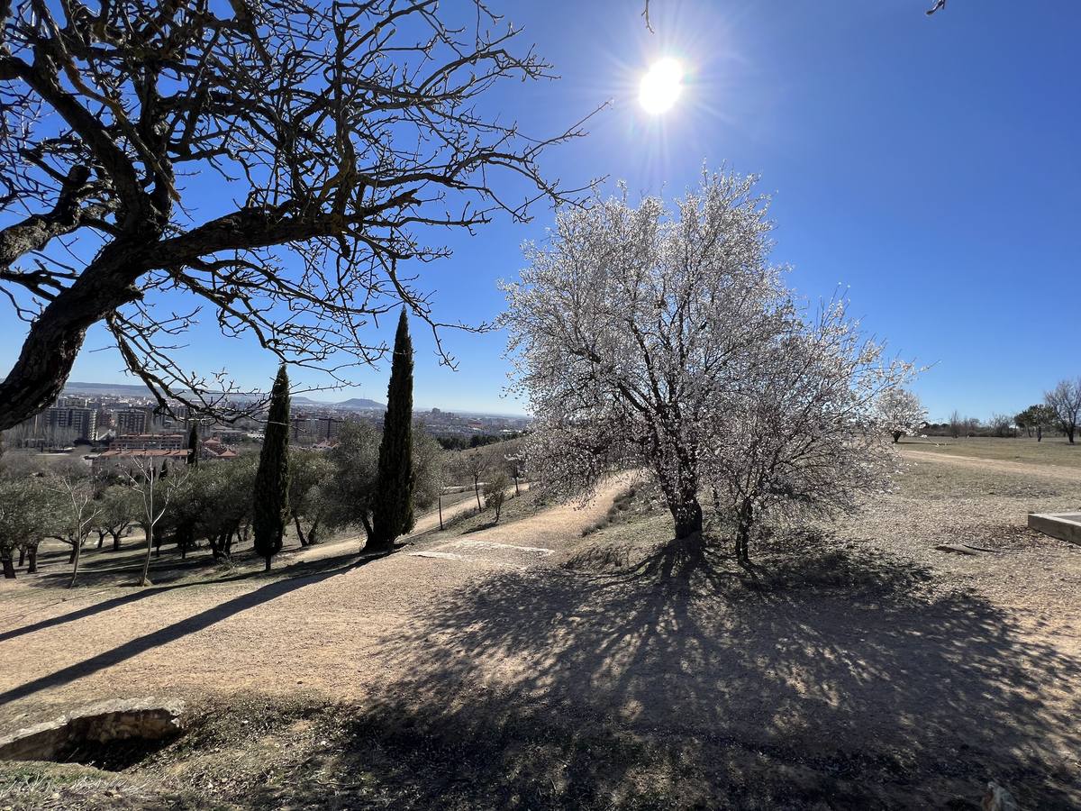 Fotos: Los almendros ya están en flor en Valladolid