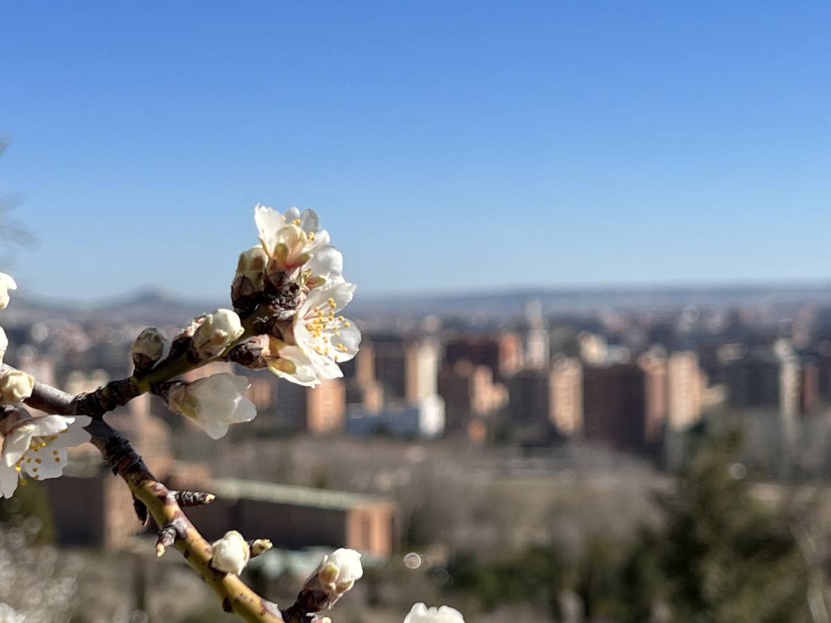 Fotos: Los almendros ya están en flor en Valladolid