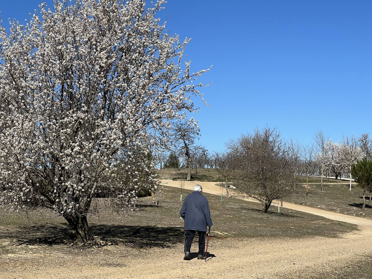 Fotos: Los almendros ya están en flor en Valladolid