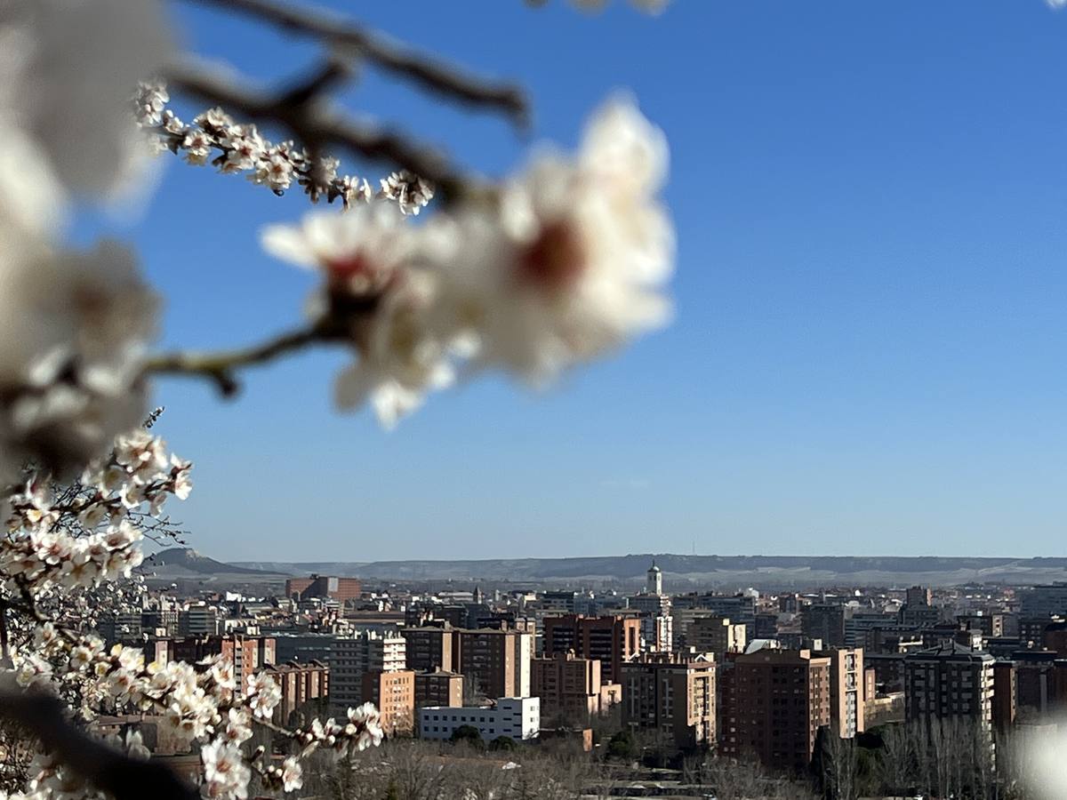 Fotos: Los almendros ya están en flor en Valladolid