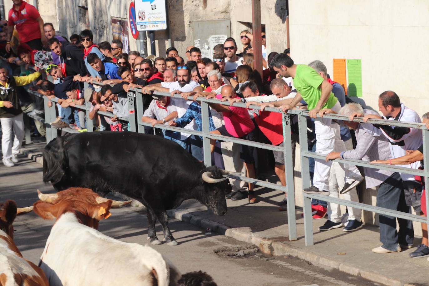 Uno de los últimos encierros celebrados en Cuéllar en 2019.