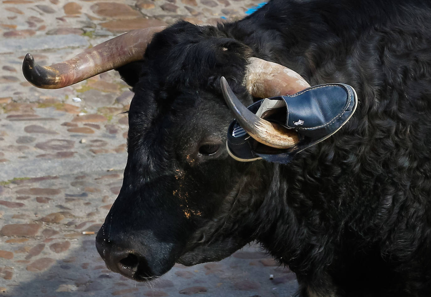 Fotos: Carnaval del Toro en Ciudad Rodrigo