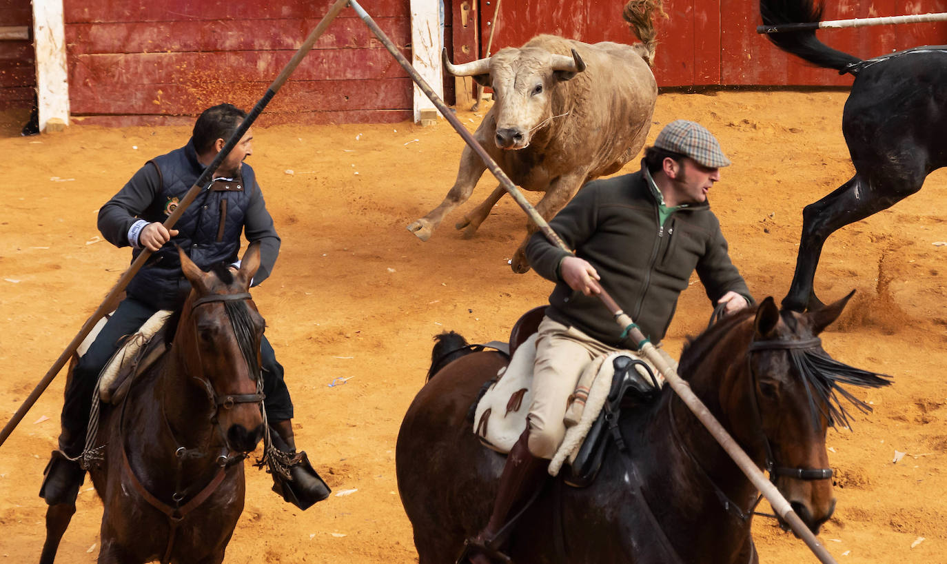 Fotos: Domingo grande en el Carnaval del Toro de Ciudad Rodrigo