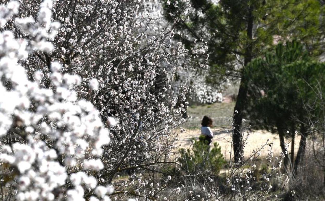 Almendros en flor en el cerro de Las Contiendas. 