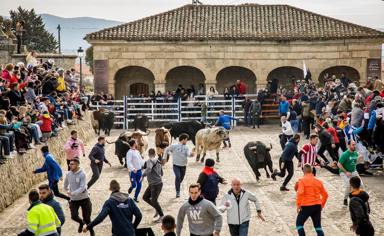 Encierro del Carnaval del Toro de Ciudad Rodrigo en la jornada del martes. 