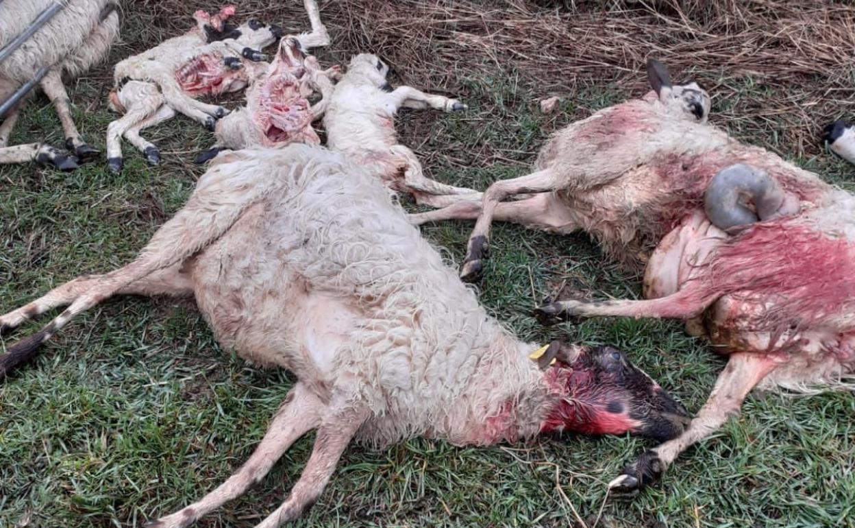 Algunas de las ovejas muertes en el primer ataque en Villamor de la Ladre, Zamora. 