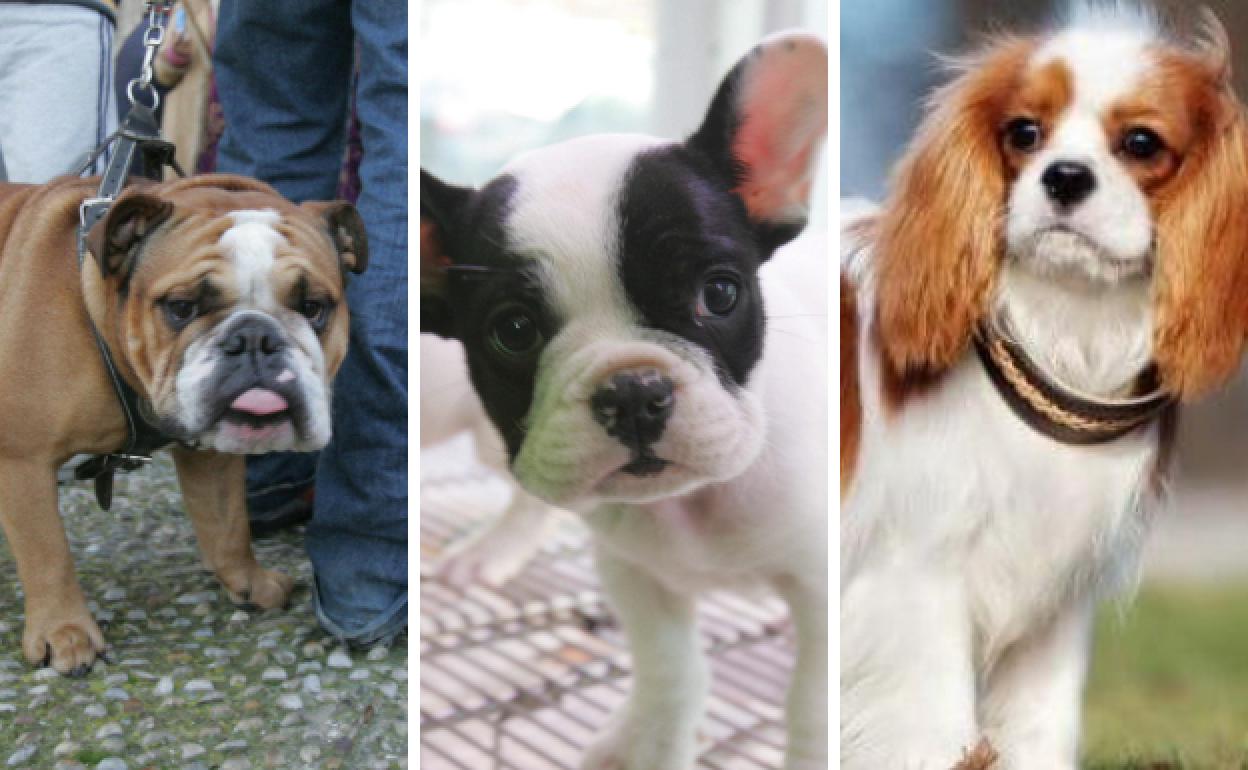 Un bulldog inglés, un cachorro de bulldog francés y un king charles spaniel. 