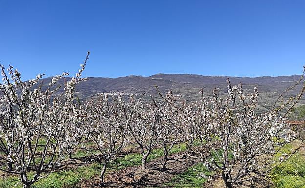 Llega una primavera que será 0,5ºC más cálida de lo normal en España