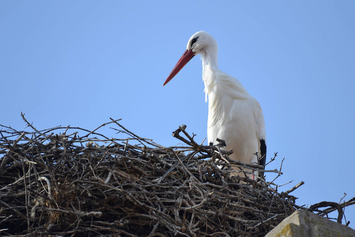 Una cigüeña, en su nido en la provincia de Segovia.