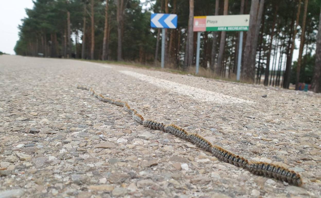 Una oruga avanza por el camino de la Virgen del Llano, en Aguilar. 