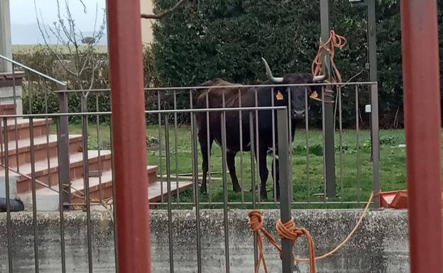 La vaquilla que atacó a un vecino de Brieva este martes, atada a un poste en una finca. 