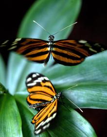 Imagen secundaria 2 - La curiosa razón por la que la naturaleza es tan simétrica