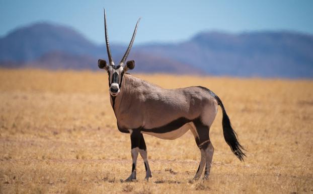 Imagen principal - La curiosa razón por la que la naturaleza es tan simétrica