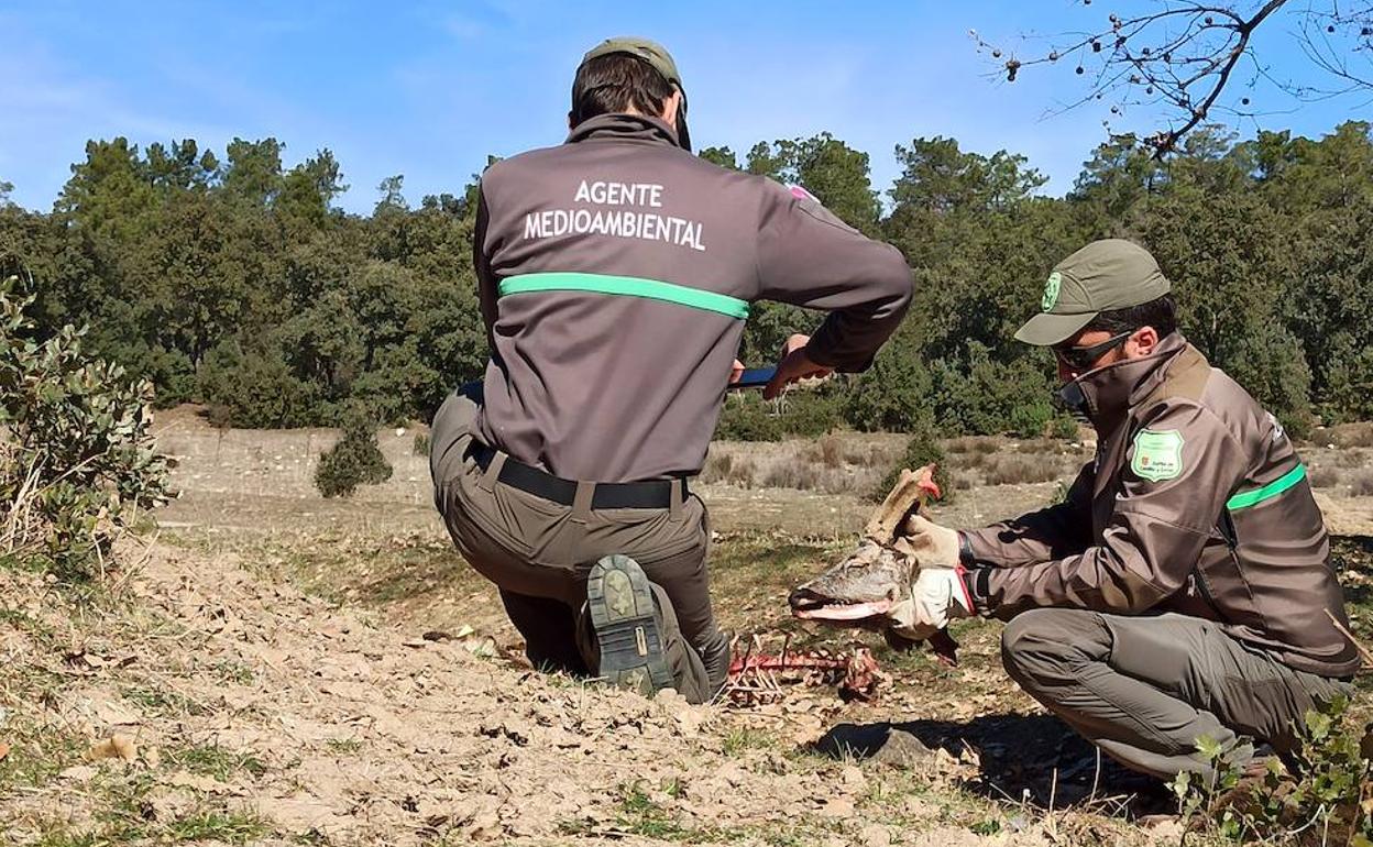 Segovia: Encuentran en un coto los cadáveres de seis corzos abatidos de manera ilegal en una montería