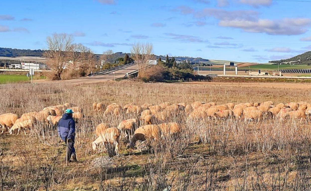 Rebaño de ovejas en la provincia de Valladolid. 