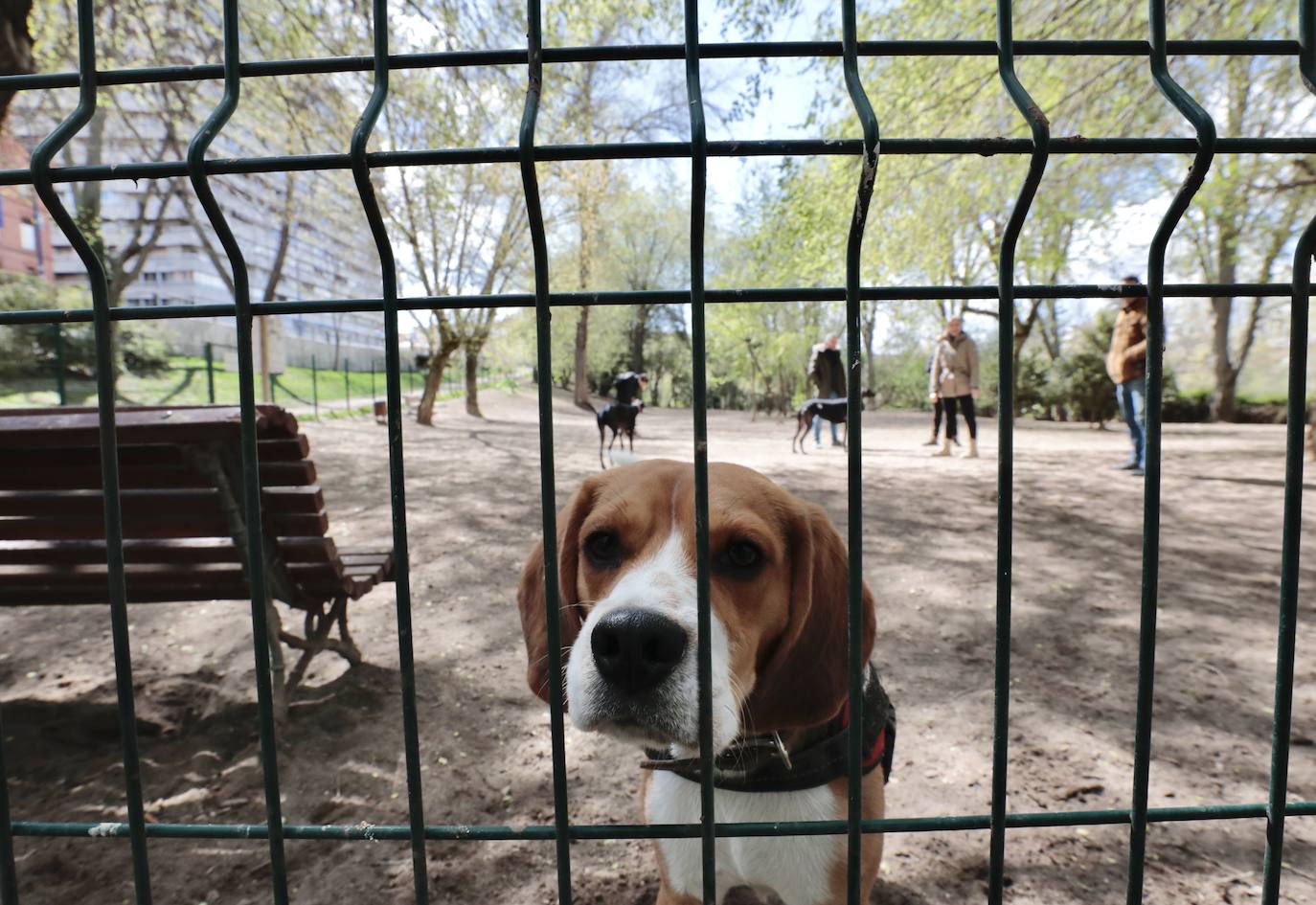 Fotos: Parque canino de las Moreras en Valladolid