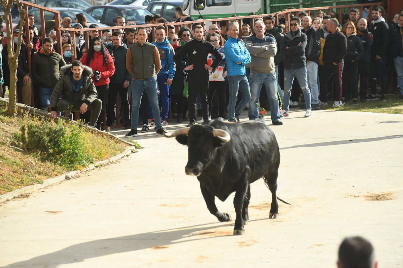 El 'Toro del Arrope' regresa a Siete Iglesias. 