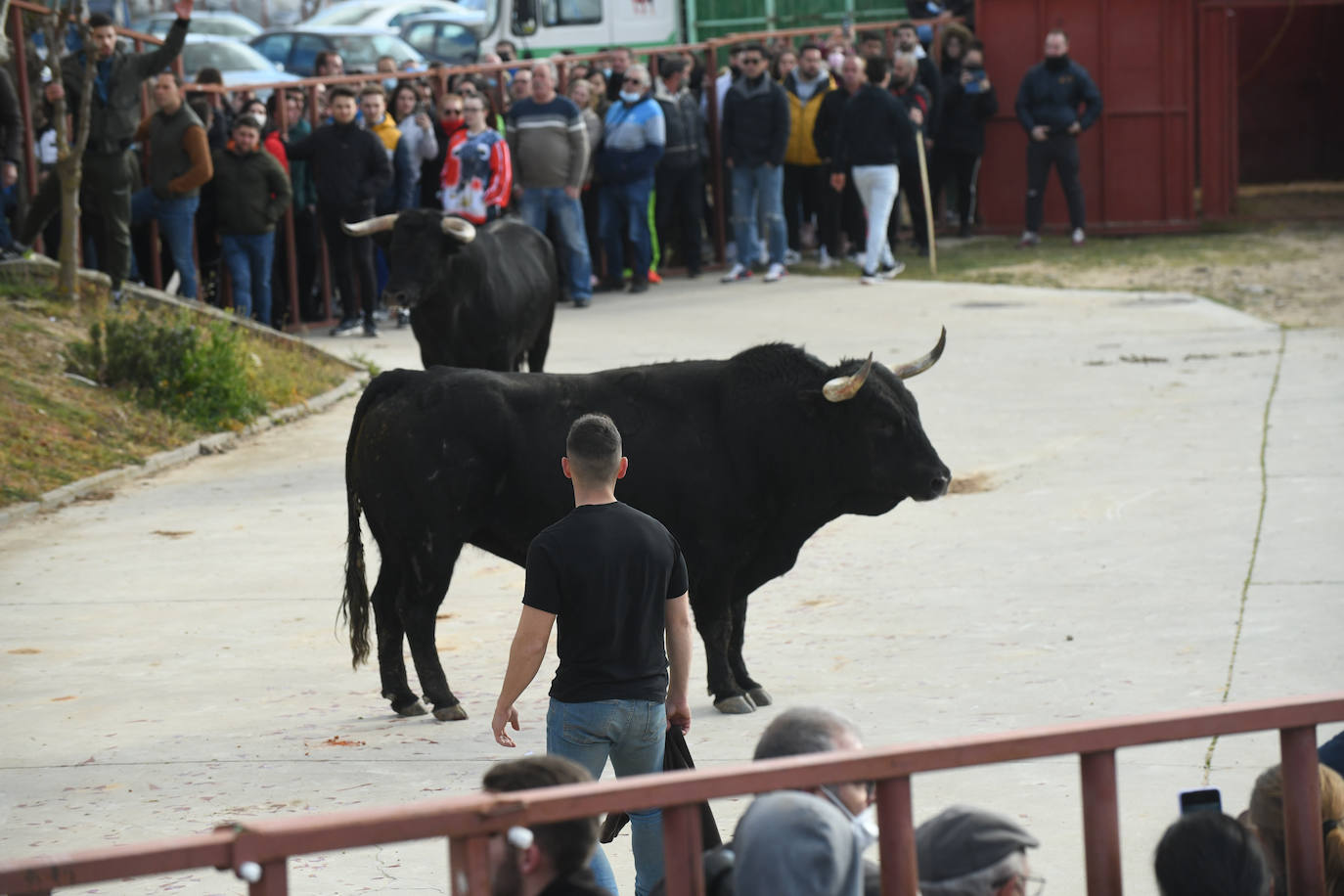 El 'Toro del Arrope' regresa a Siete Iglesias. 