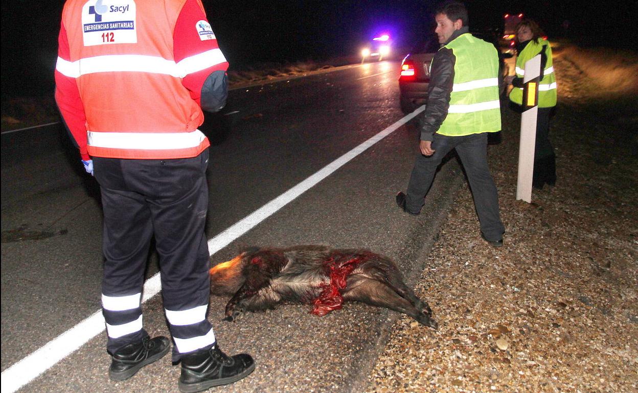 El jabalí es el animal que más impactos provoca en las carreteras. 