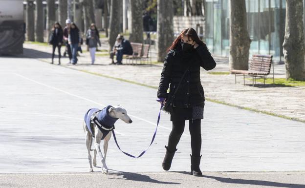 Una mujer pasea con su perro por la Acera de Recoletos en Valladolid. 