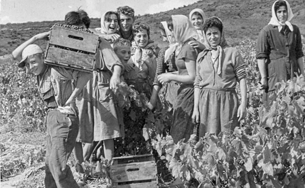 Foto antigua de la vendimia en la zona de la actual Ribera del Duero. 