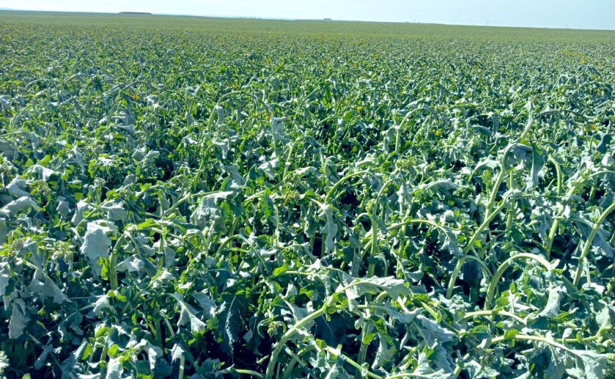 Estado de las colzas en la provincia de Zamora, tras las heladas. 