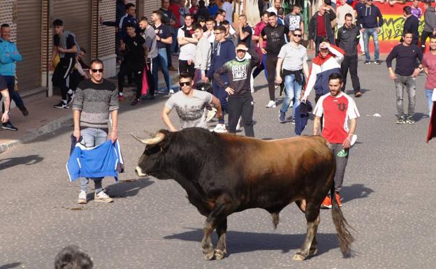 Un momento del encierro celebrado este domingo en Pedrajas de San Esteban.