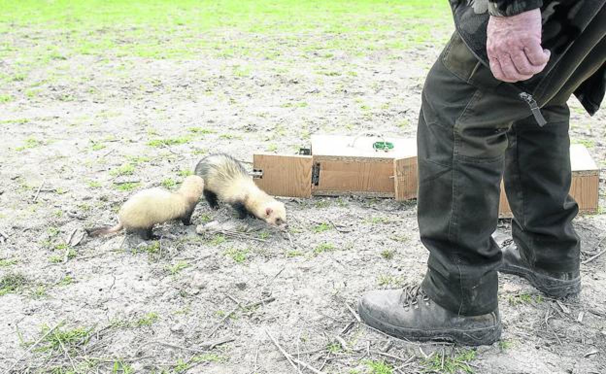 Un agricultor suelta dos hurones para tratar de ahuyentar los conejos que destruyen sus cultivos. 