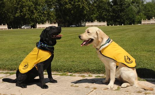 Perros guía con chaleco.