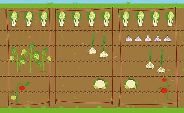Quiero montar un huerto ¿qué planto?