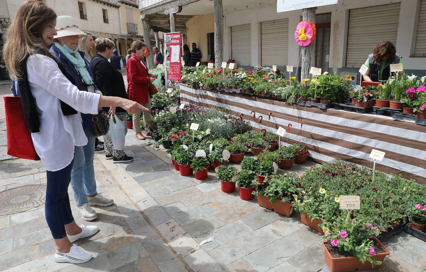 Fotos: Mercado de la Flor de Ampudia