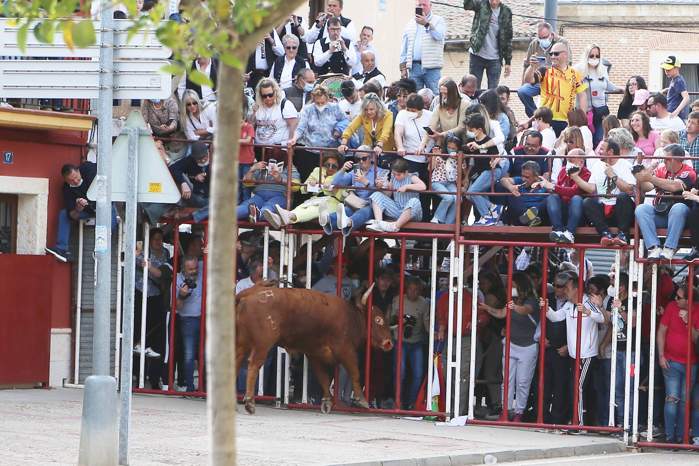 El municipio vallisoletano ha vivido una jornada festiva con toros y vino.