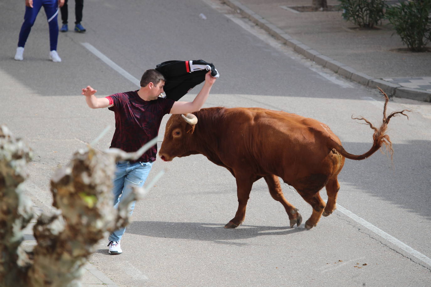 El municipio vallisoletano ha vivido una jornada festiva con toros y vino.