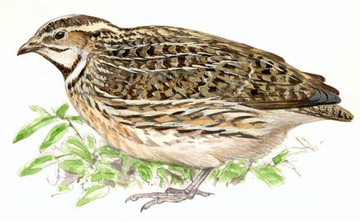 Ilustración de un ejemplar de codorniz.