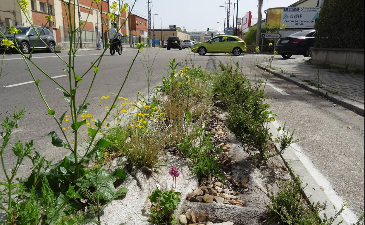 Estado de uno de los parterres de la avenida de El Norte de Castilla. 