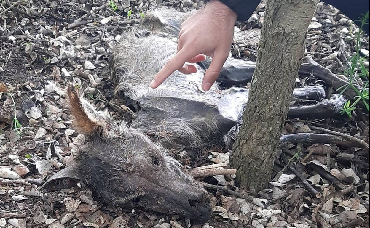 Lobo hallado muerto en Tierra de Campos.