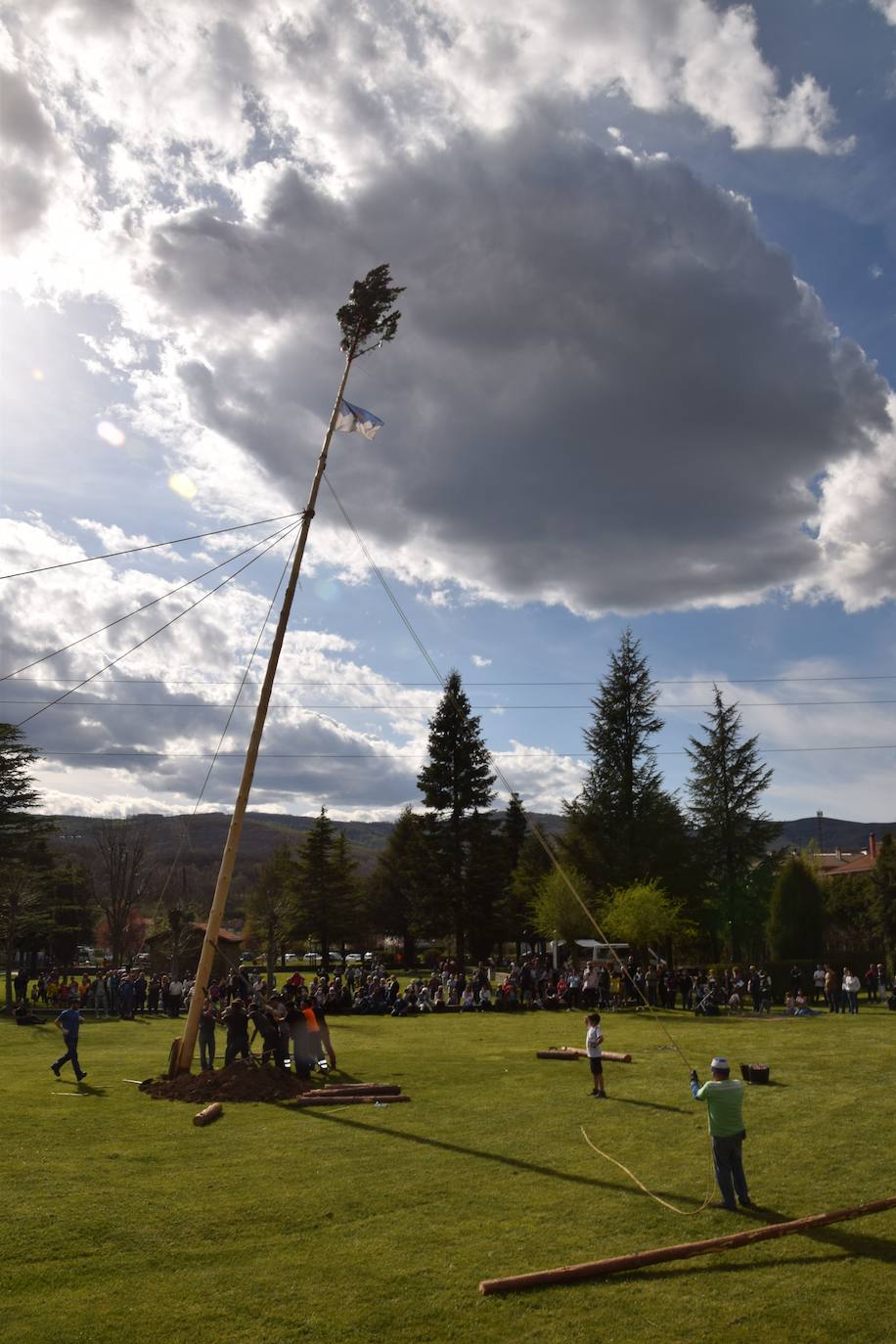 Fotos: Velilla recupera la &#039;Pinada del Mayo&#039;