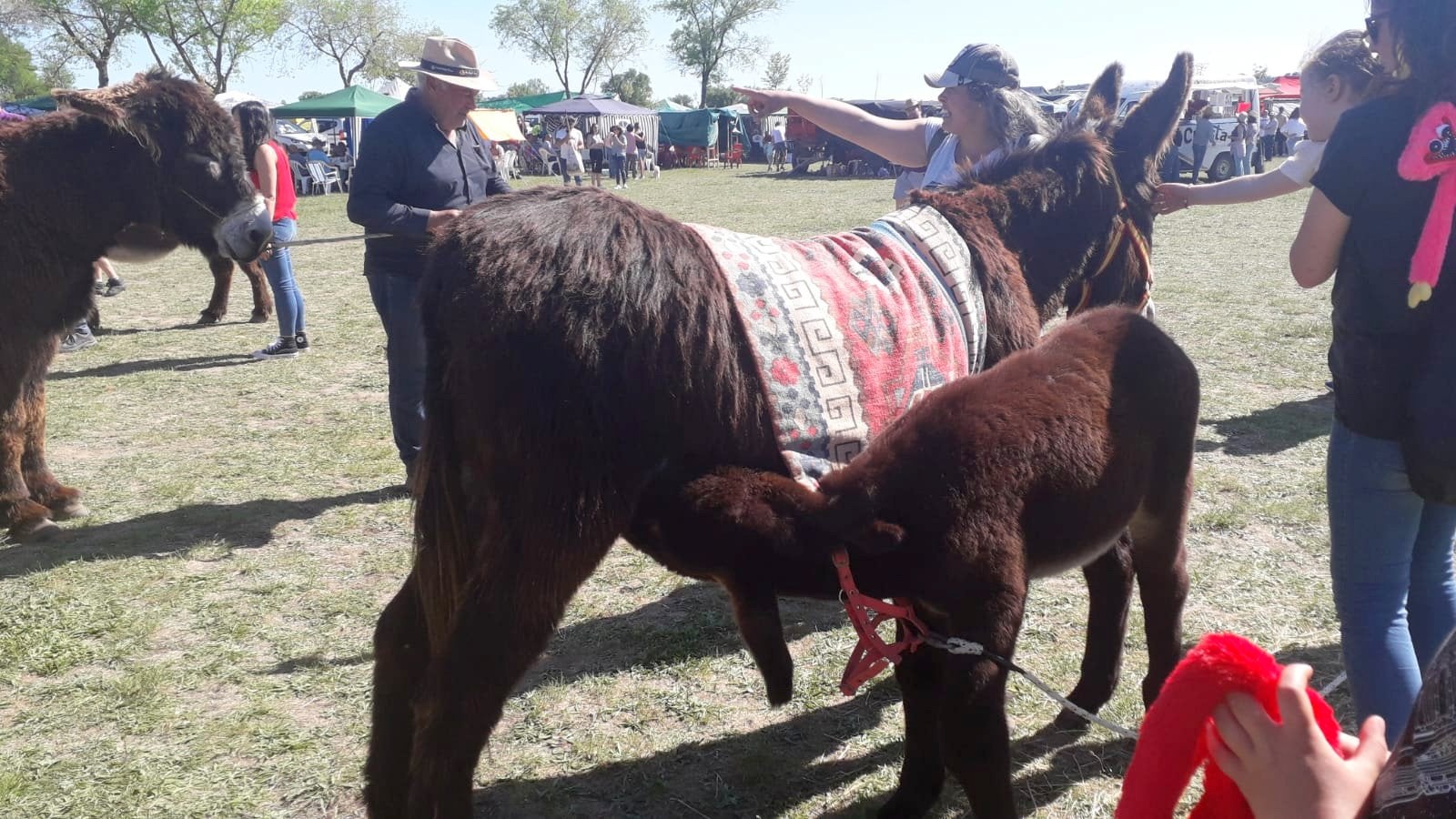 Fotos: Baltanás celebra sus Fiestas Patronales en honor a San Gregorio