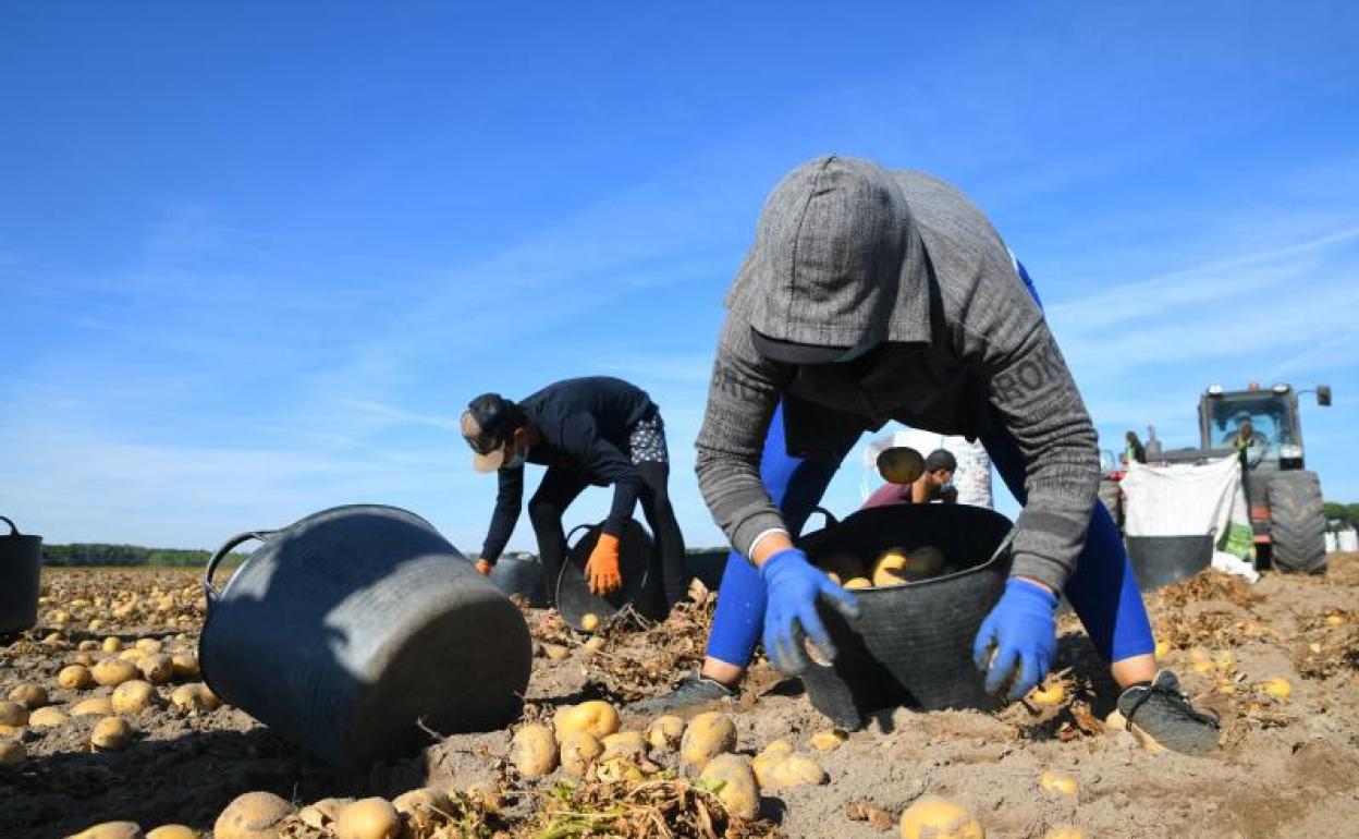 Temporeros recogen patatas en un campo de Herreros.