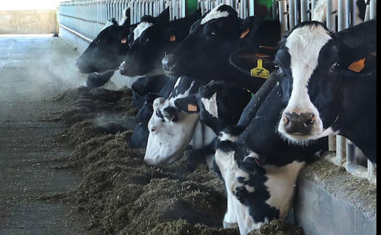 Vacas en una explotación ganadera de la región. 