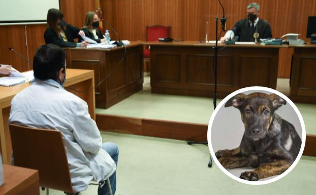 Condenado a ocho meses de cárcel el dueño del perro 'Cooper' por asfixiarlo hasta la muerte