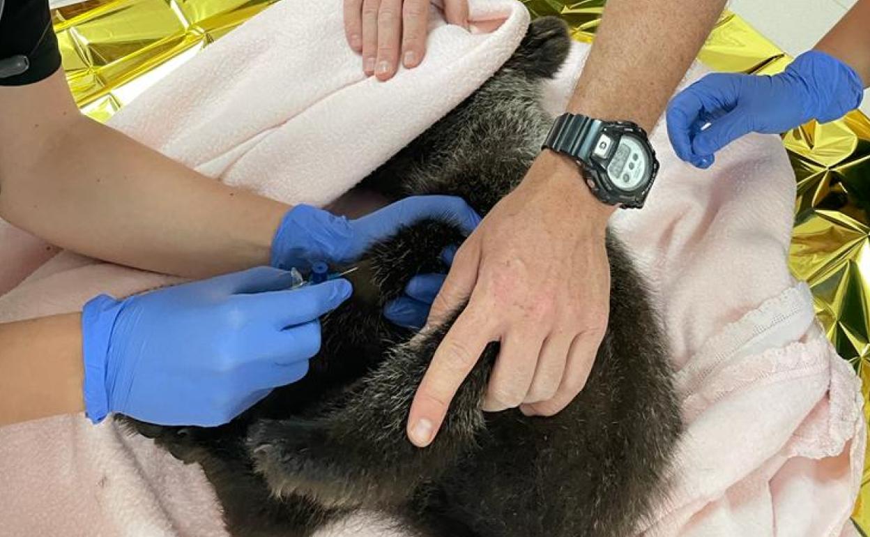 El osezno, de un año de edad, es atendido por los veterinarios.