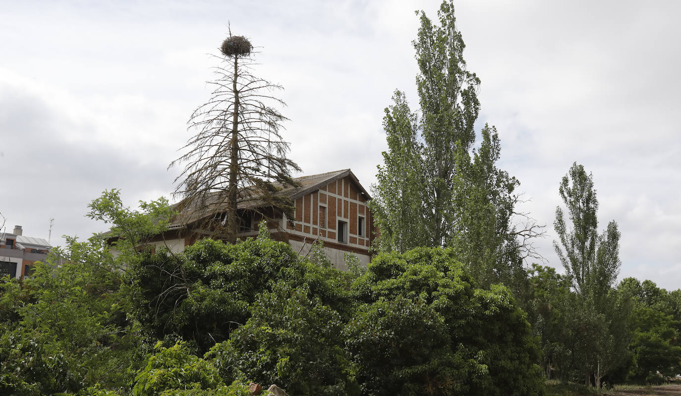 Fotos: Llega la limpieza a los terrenos de la antigua azucarera de Venta de Baños