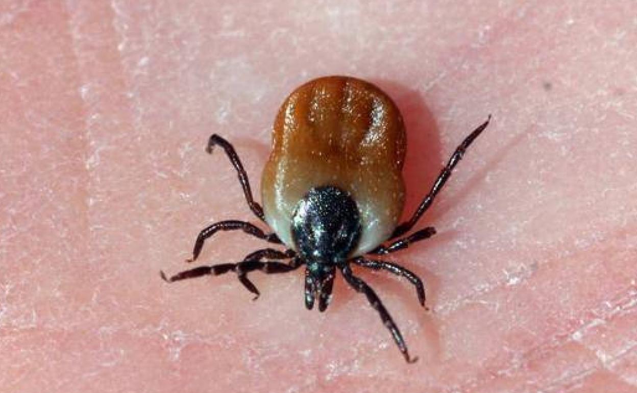 Garrapata suelta sobre una mano. 