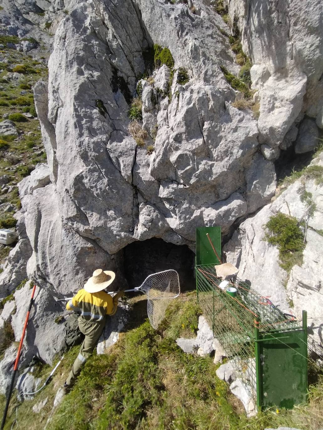 Fotos: Así cuidan a la osa herida en el ataque en la cueva de la Montaña Palentina