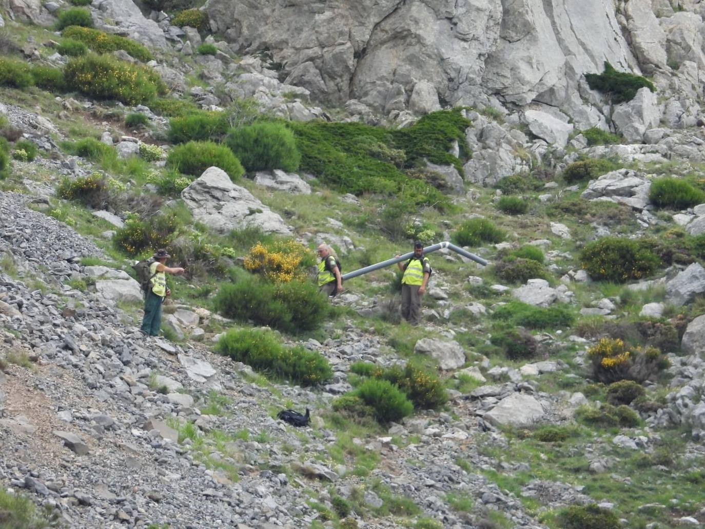 Fotos: Así cuidan a la osa herida en el ataque en la cueva de la Montaña Palentina