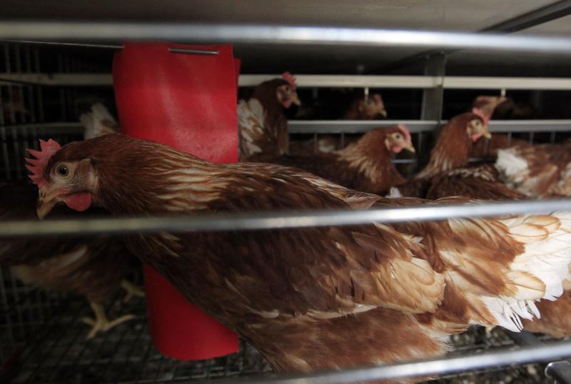 Granja de gallinas ponedoras.